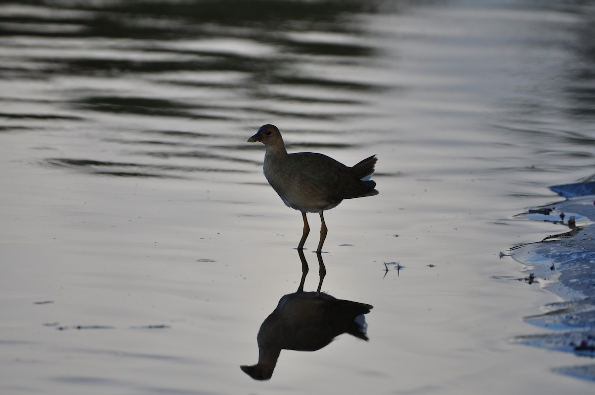 Purple Gallinule - ML647324736