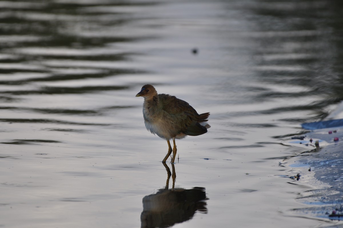 Purple Gallinule - ML647324737