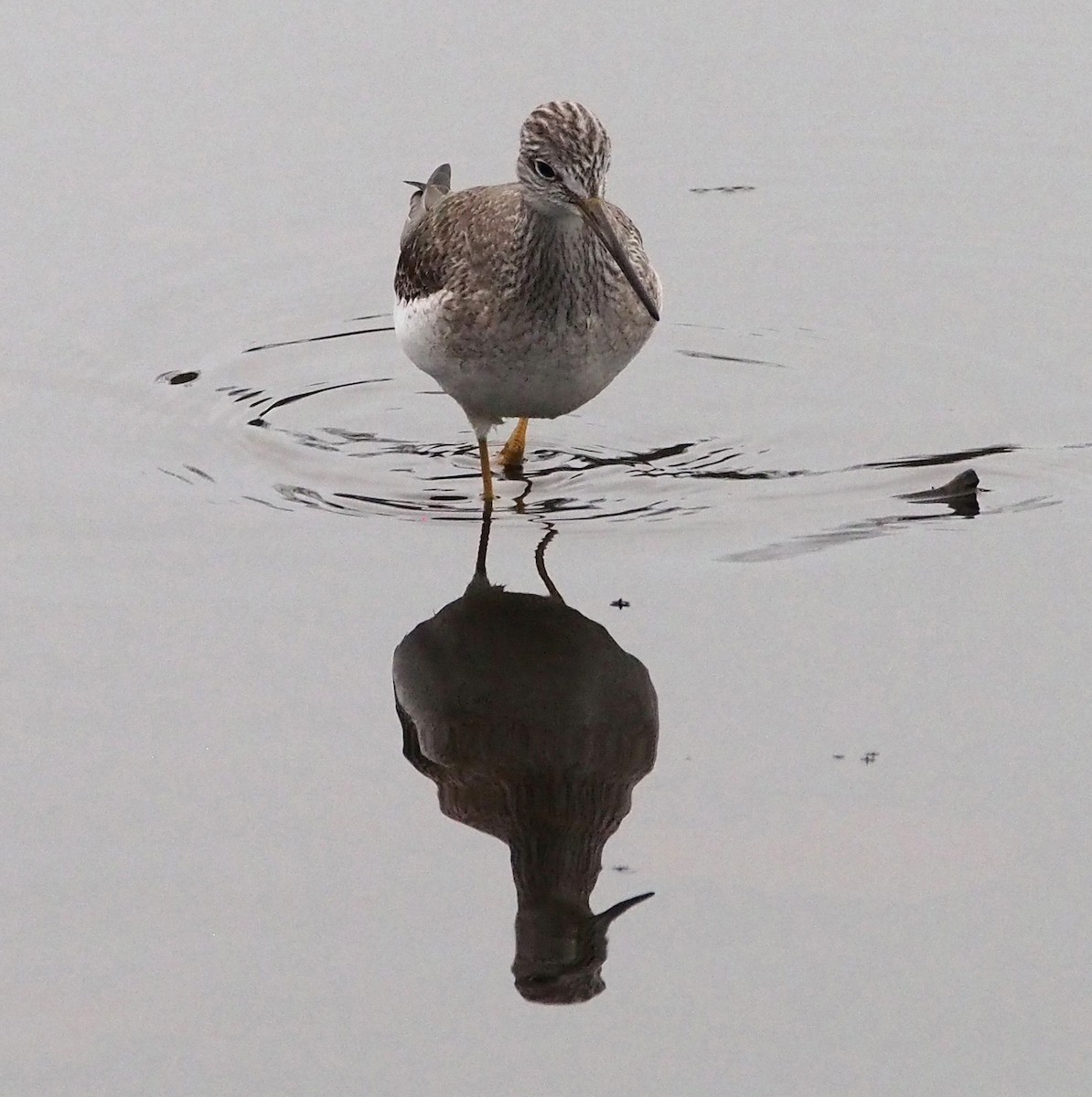 Greater Yellowlegs - ML647324738
