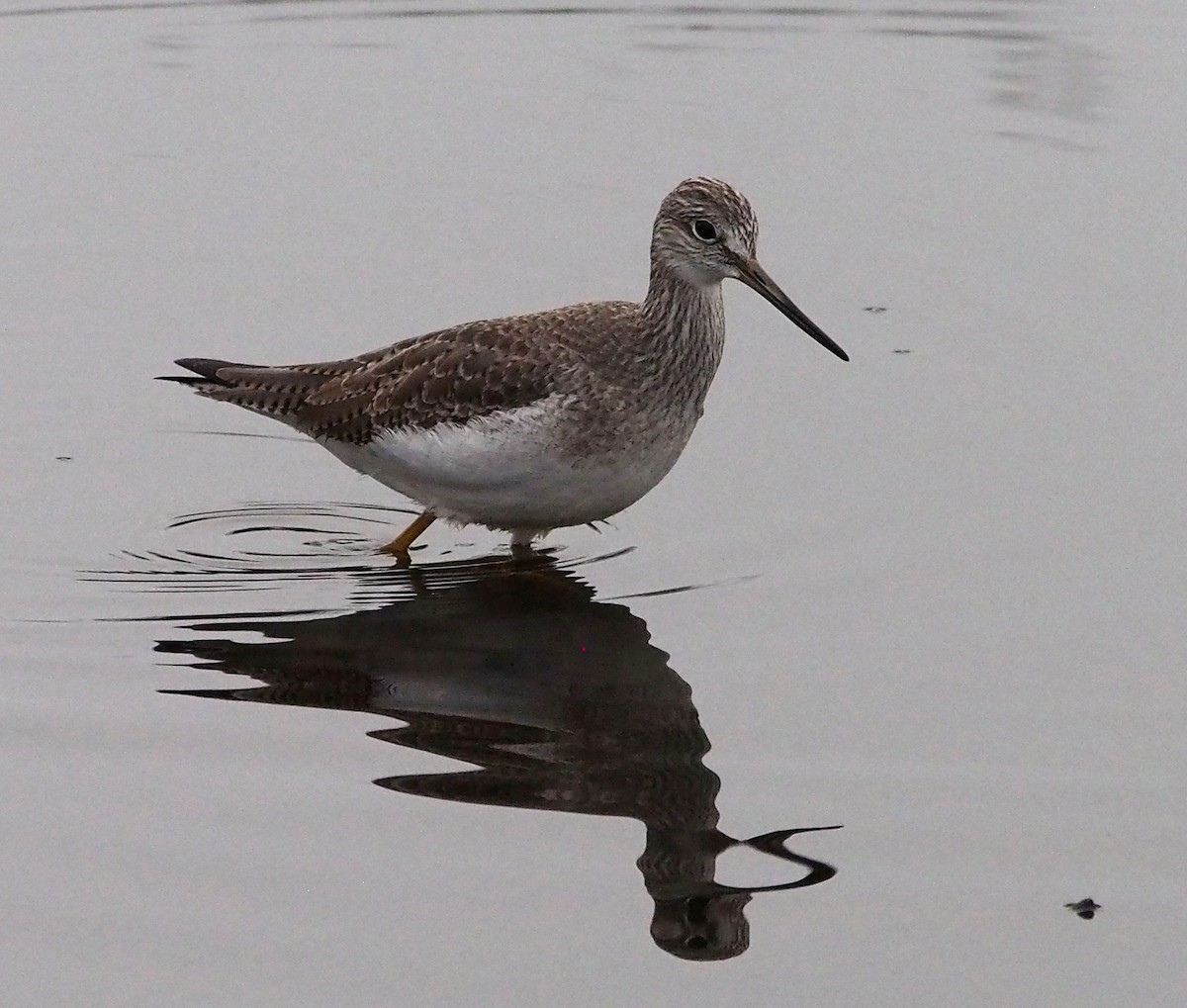 Greater Yellowlegs - ML647324739