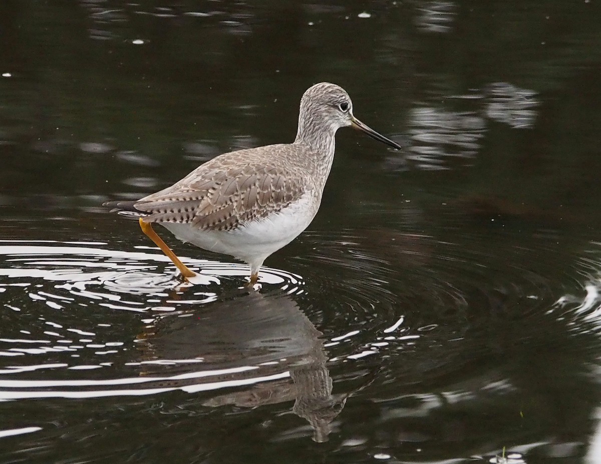 Greater Yellowlegs - ML647324740