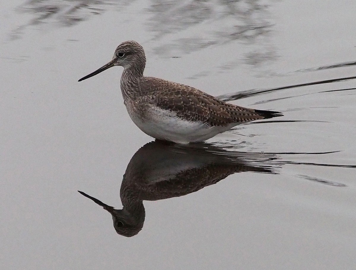 Greater Yellowlegs - ML647324741
