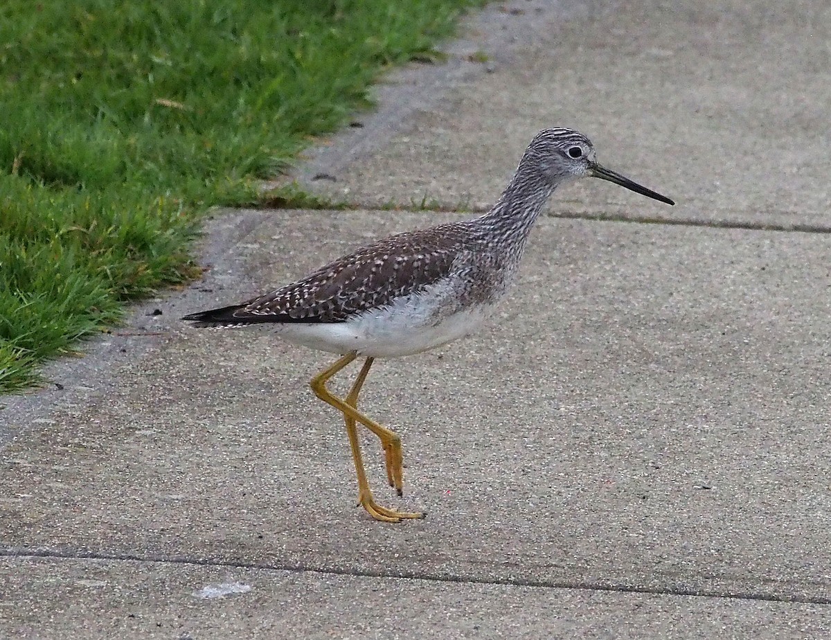 Greater Yellowlegs - ML647324742