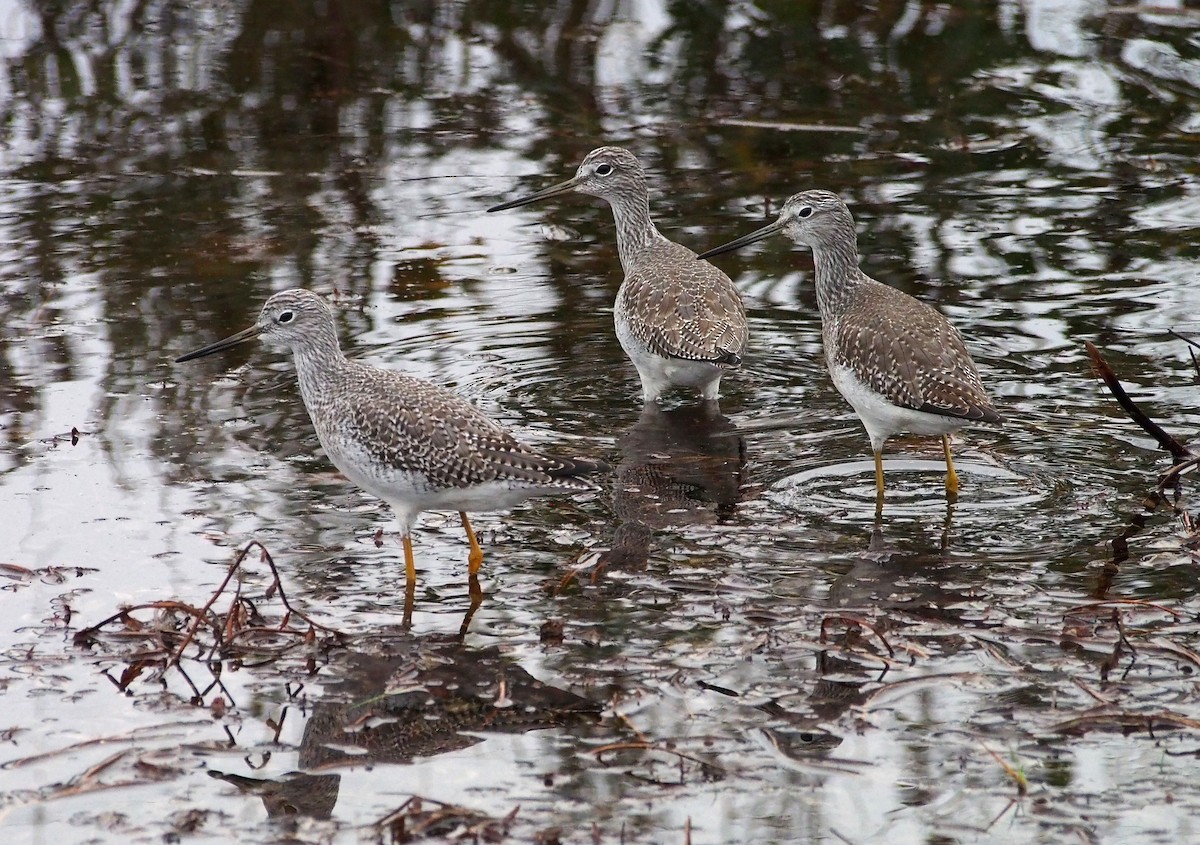 Greater Yellowlegs - ML647324743