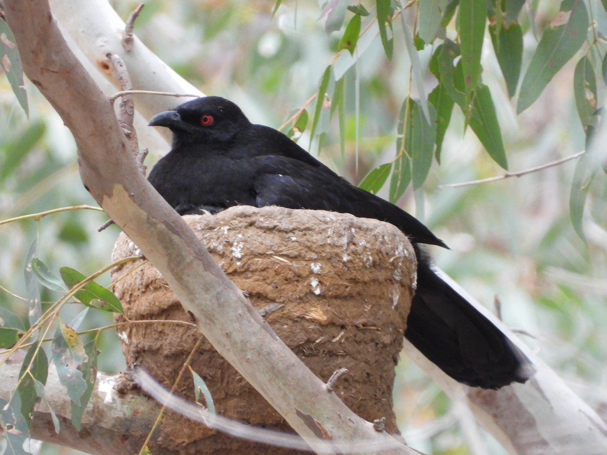 White-winged Chough - ML647324747