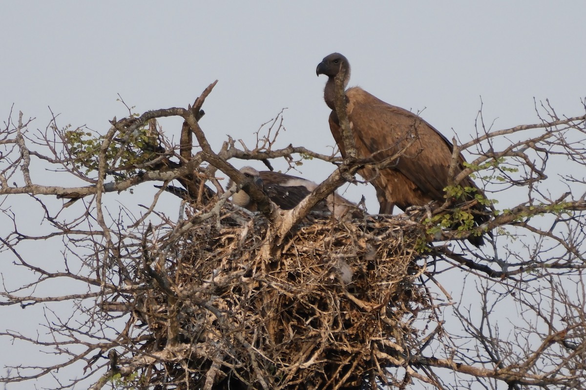 White-backed Vulture - ML647324748