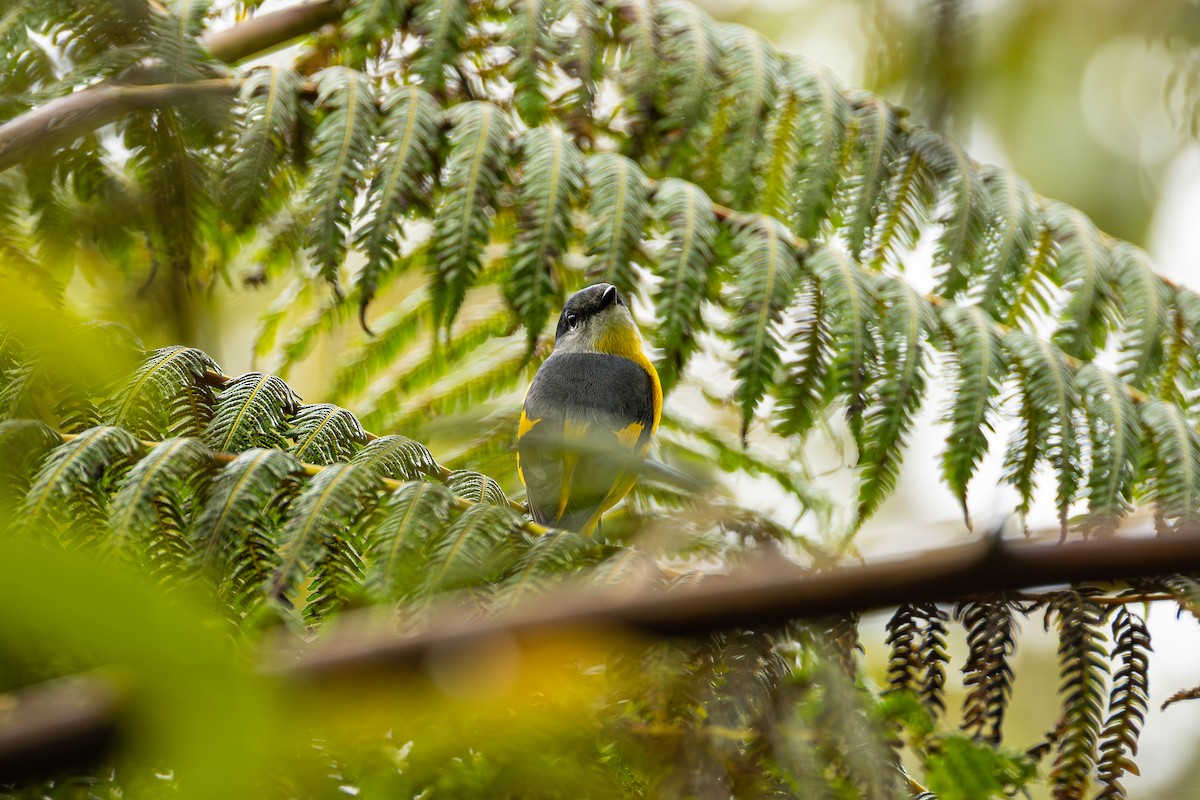 gråhakemønjefugl - ML647324750