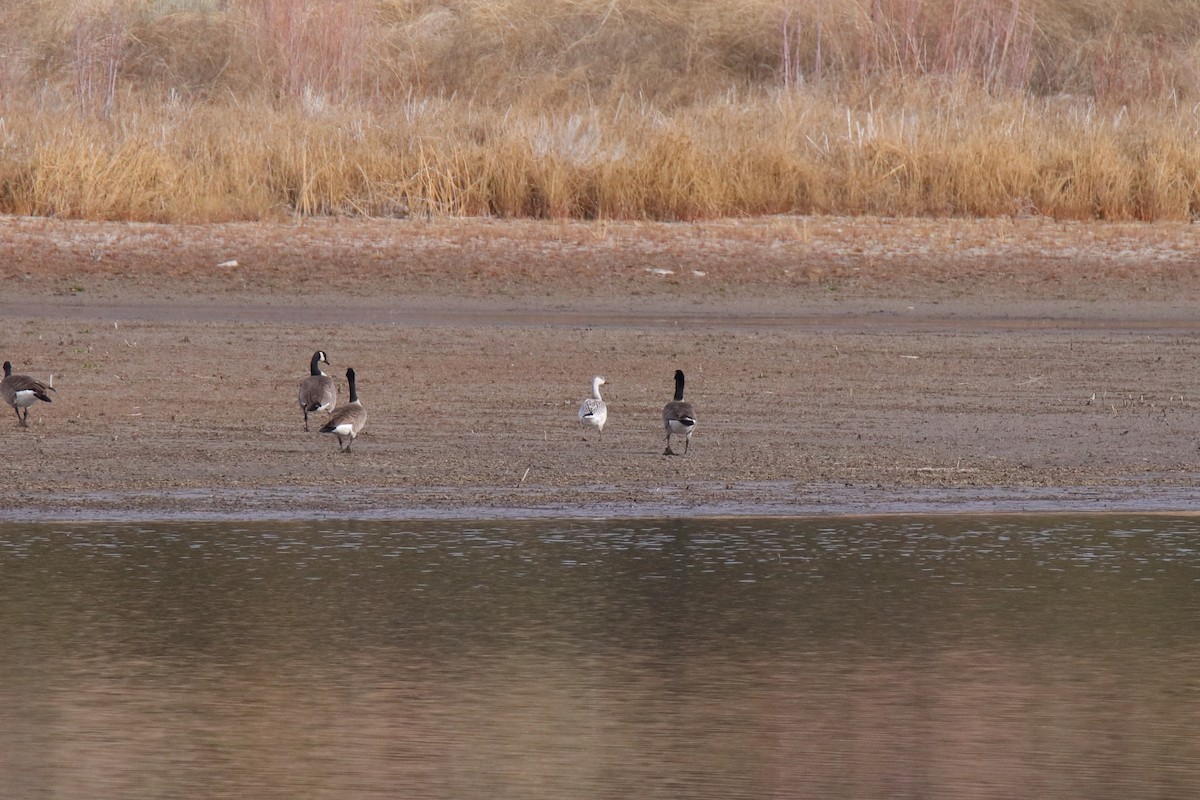 Snow Goose - ML647324751