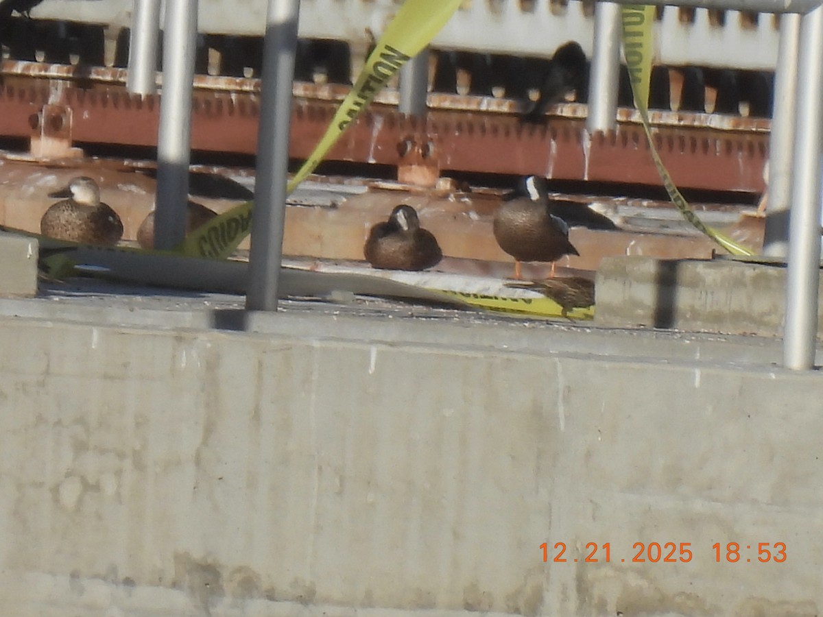 ミカヅキシマアジ - ML647324753