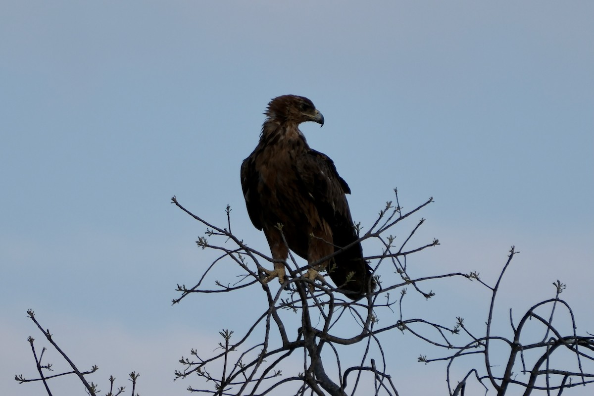 Tawny Eagle - ML647324755