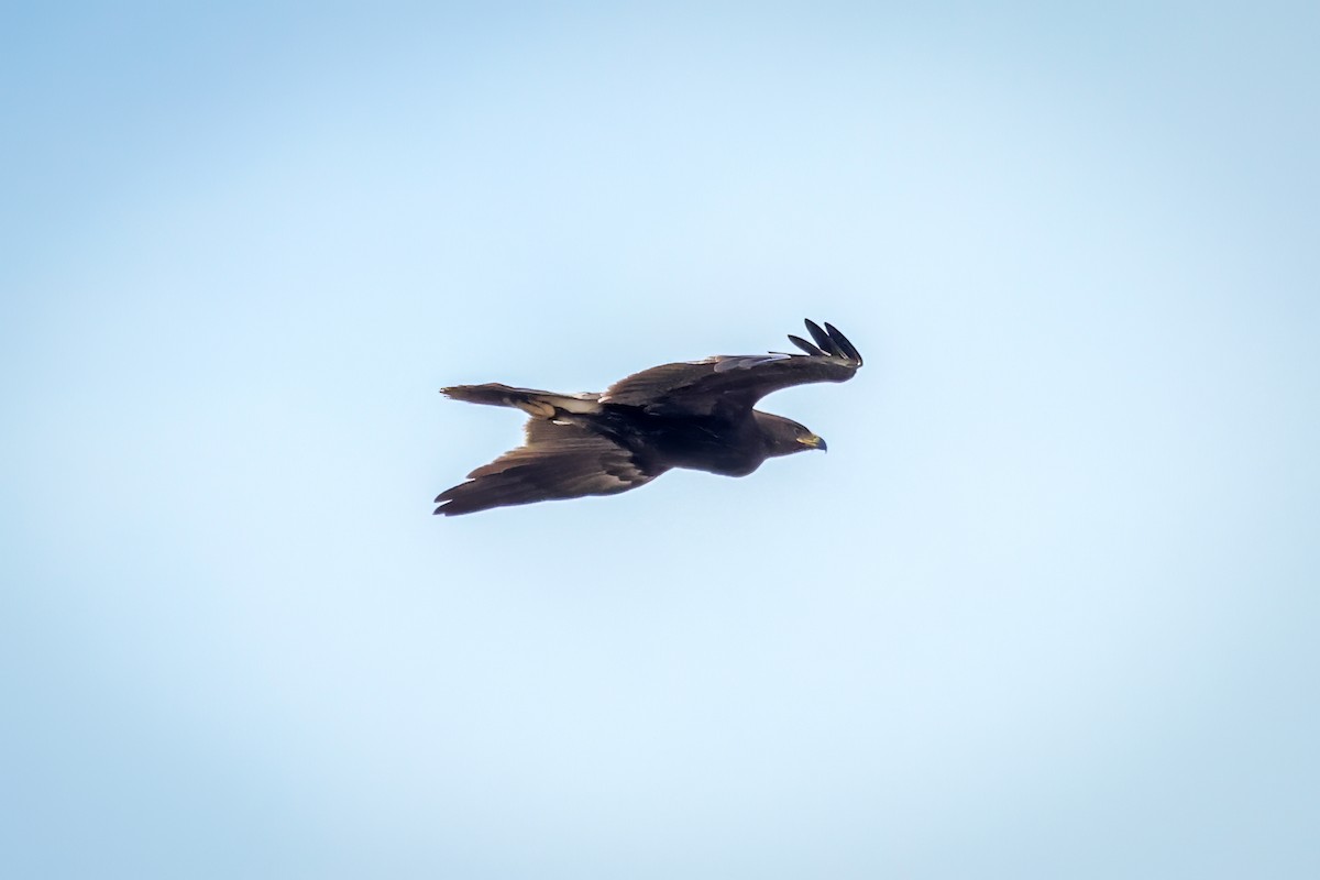 Aigle criard - ML647324762