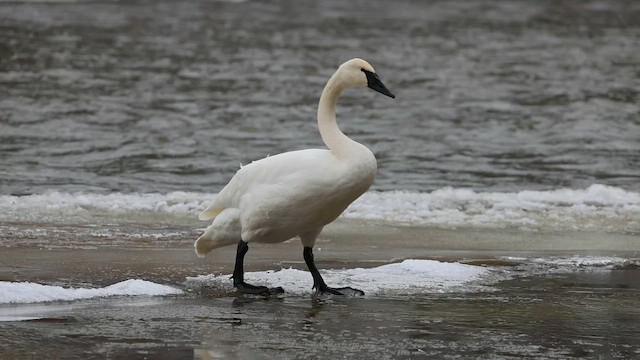 labuť trubač - ML647324763