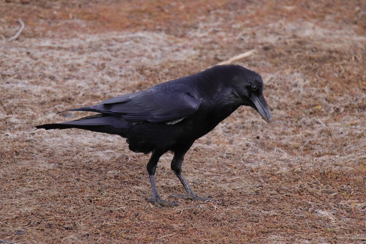 Common Raven - ML647324781