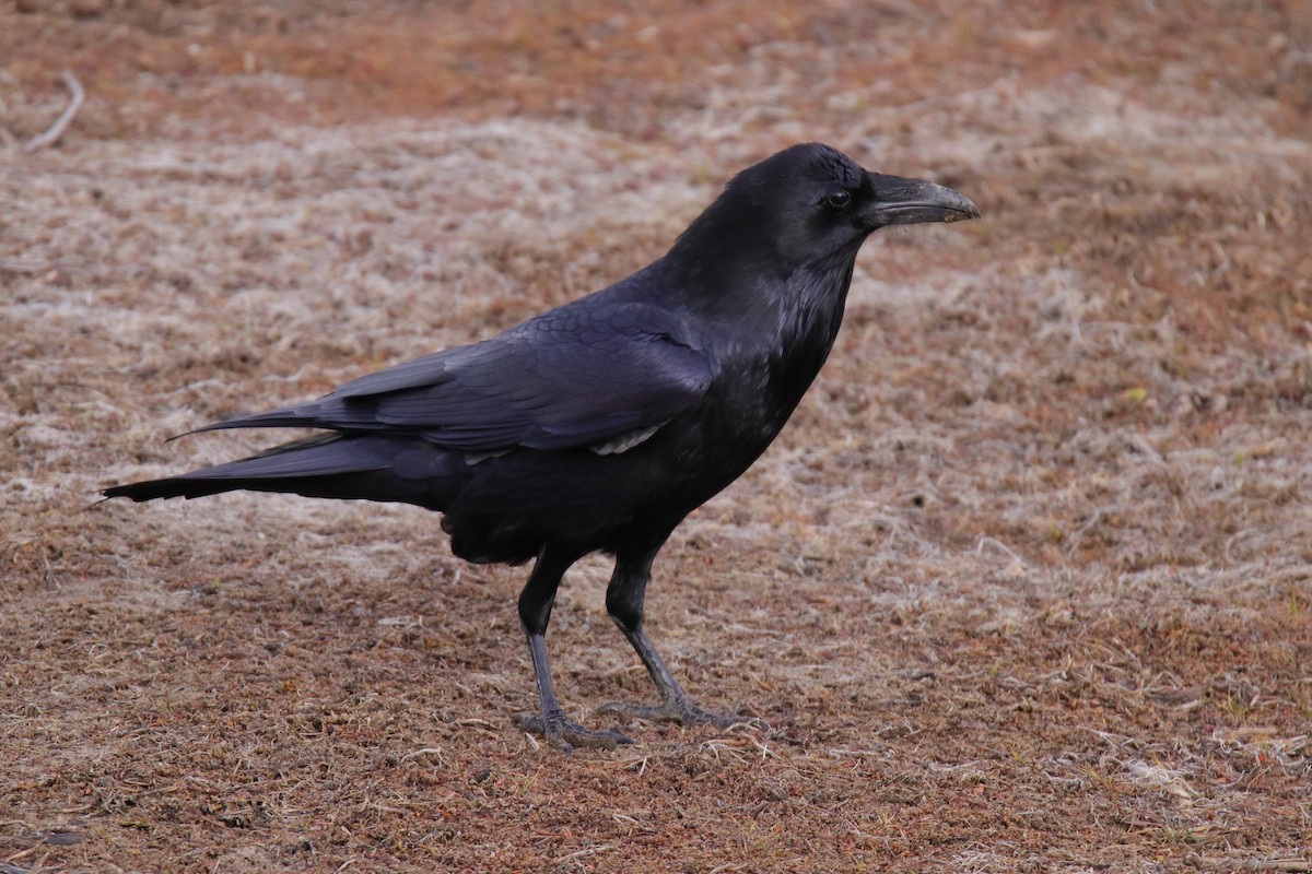 Common Raven - ML647324787