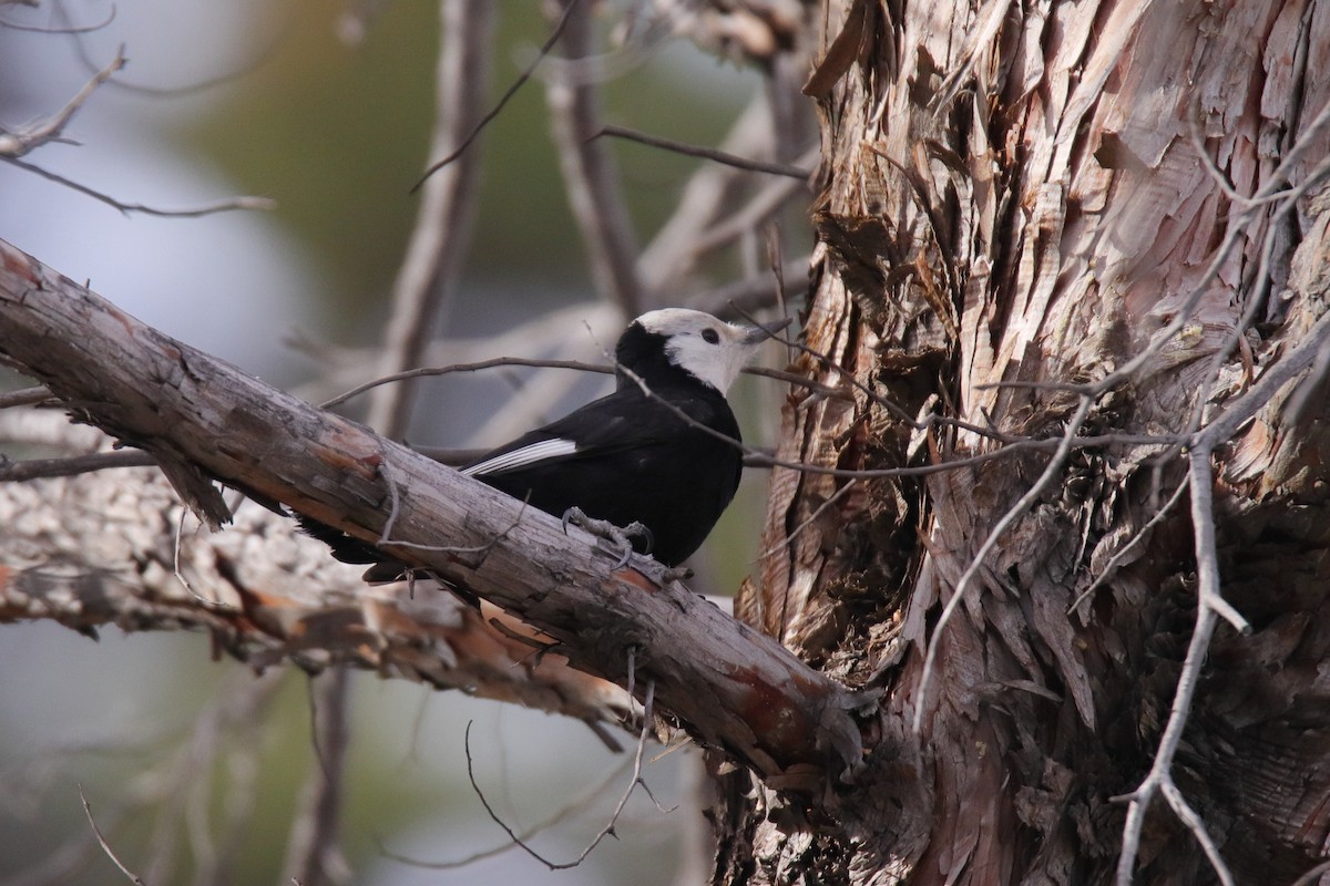 Pico Cabeciblanco - ML647324795