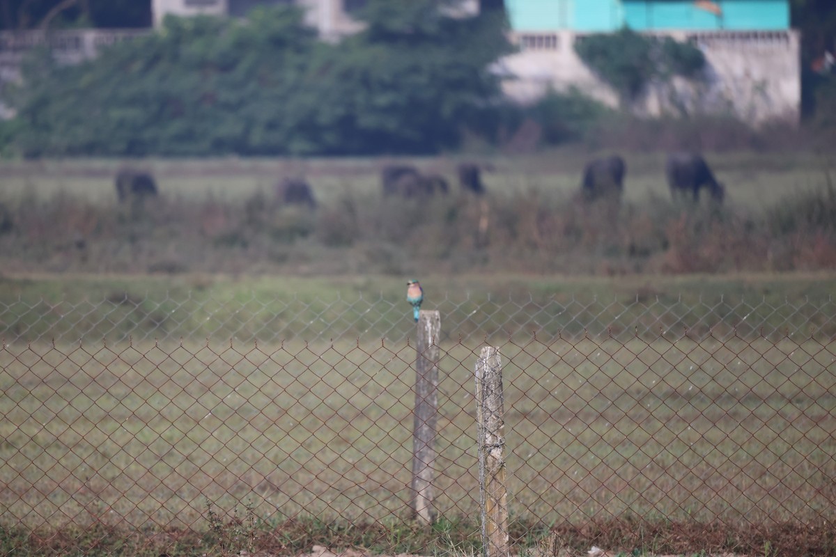 Indian Roller - ML647324796