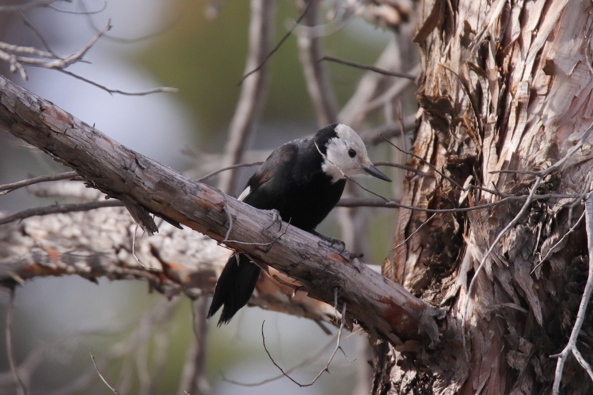 Pico Cabeciblanco - ML647324797