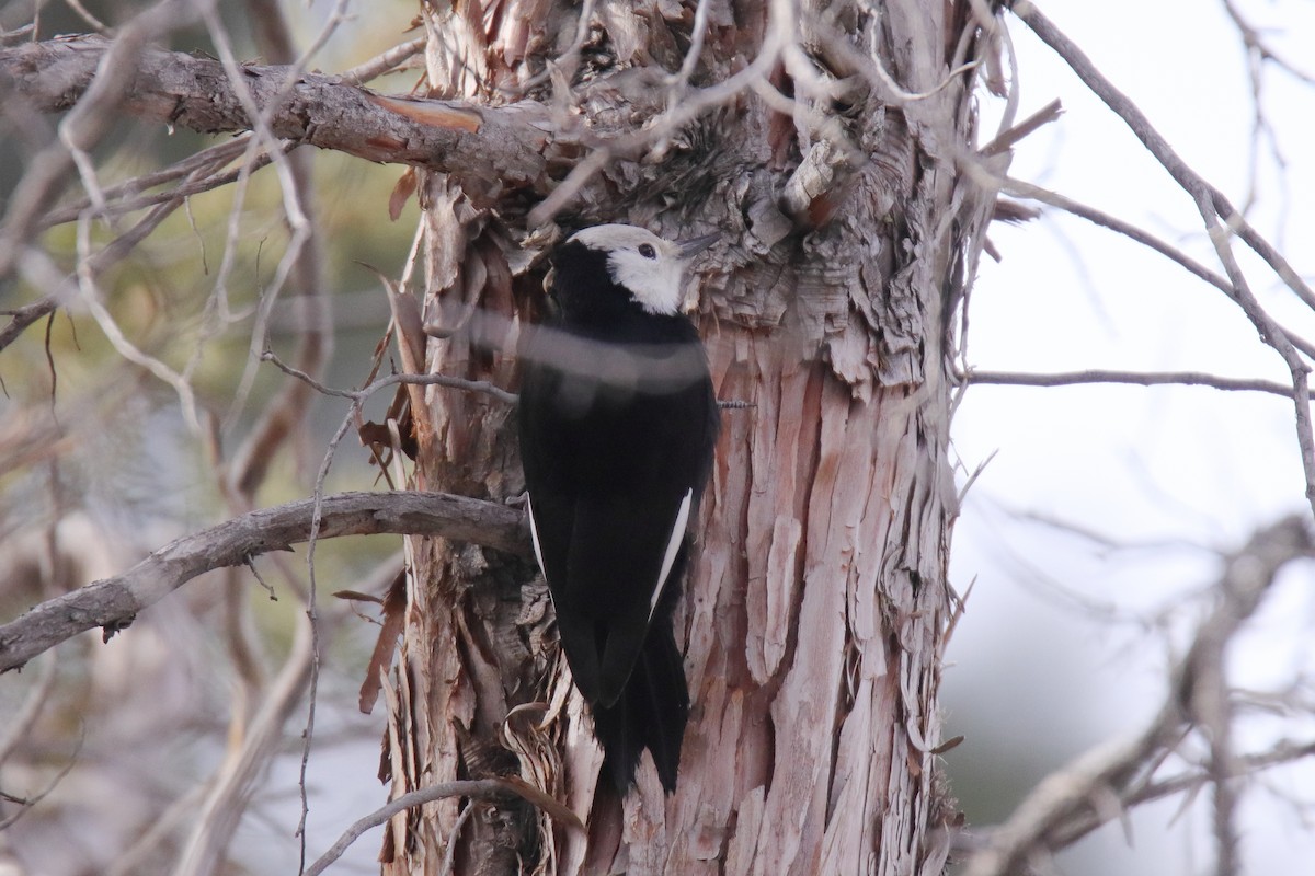 Pico Cabeciblanco - ML647324800