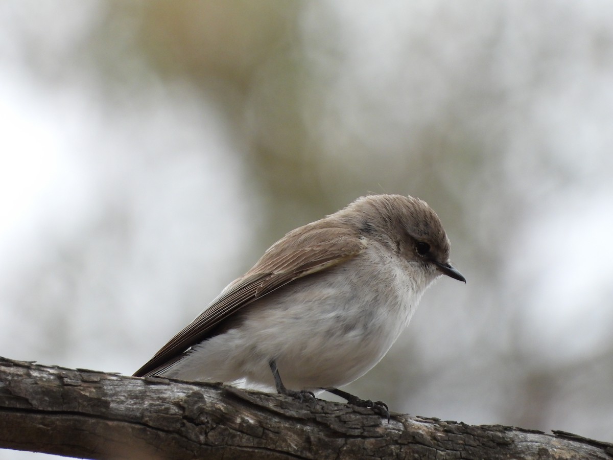 Jacky-winter - ML647324807