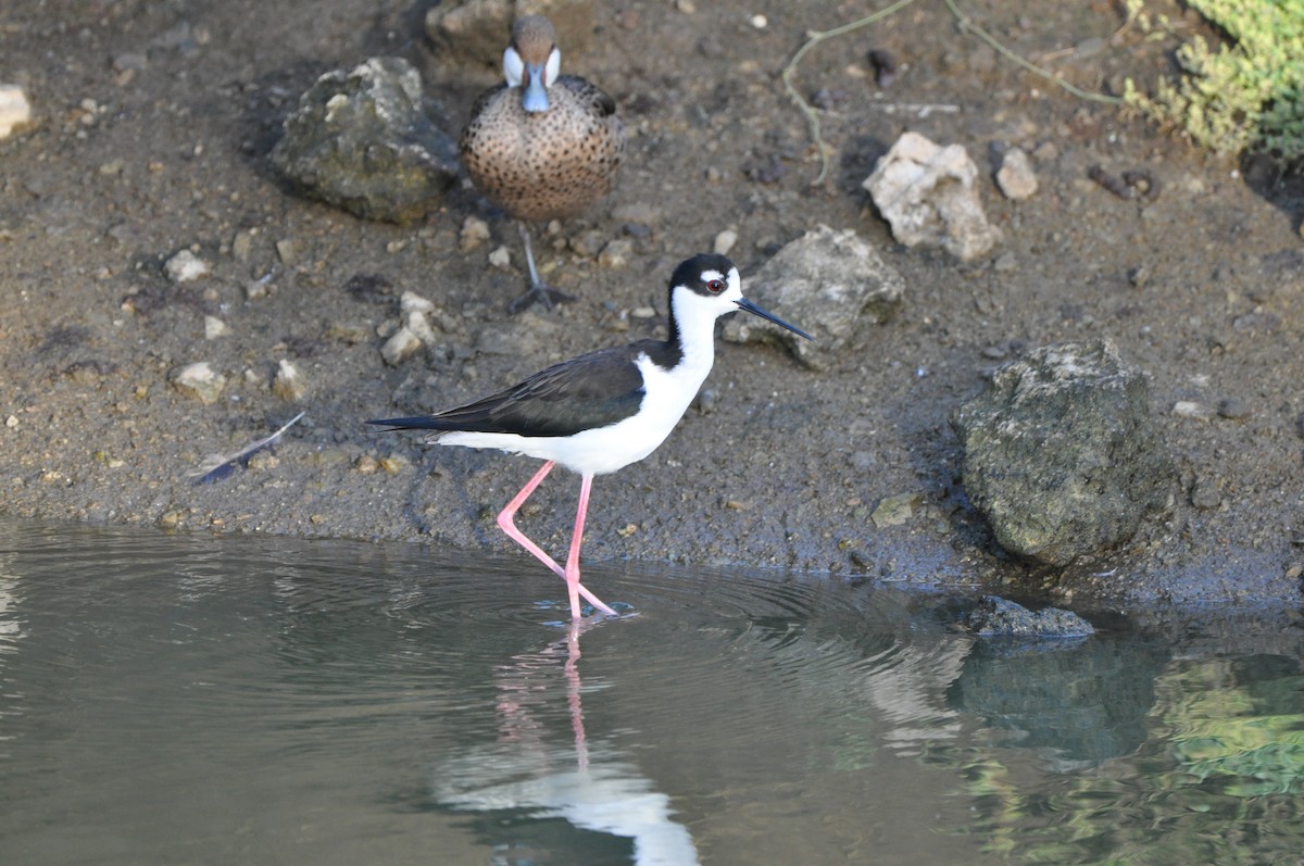 Black-necked Stilt - ML647324808