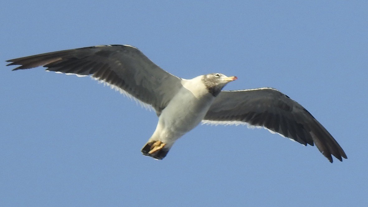Belcher's Gull - ML647324809