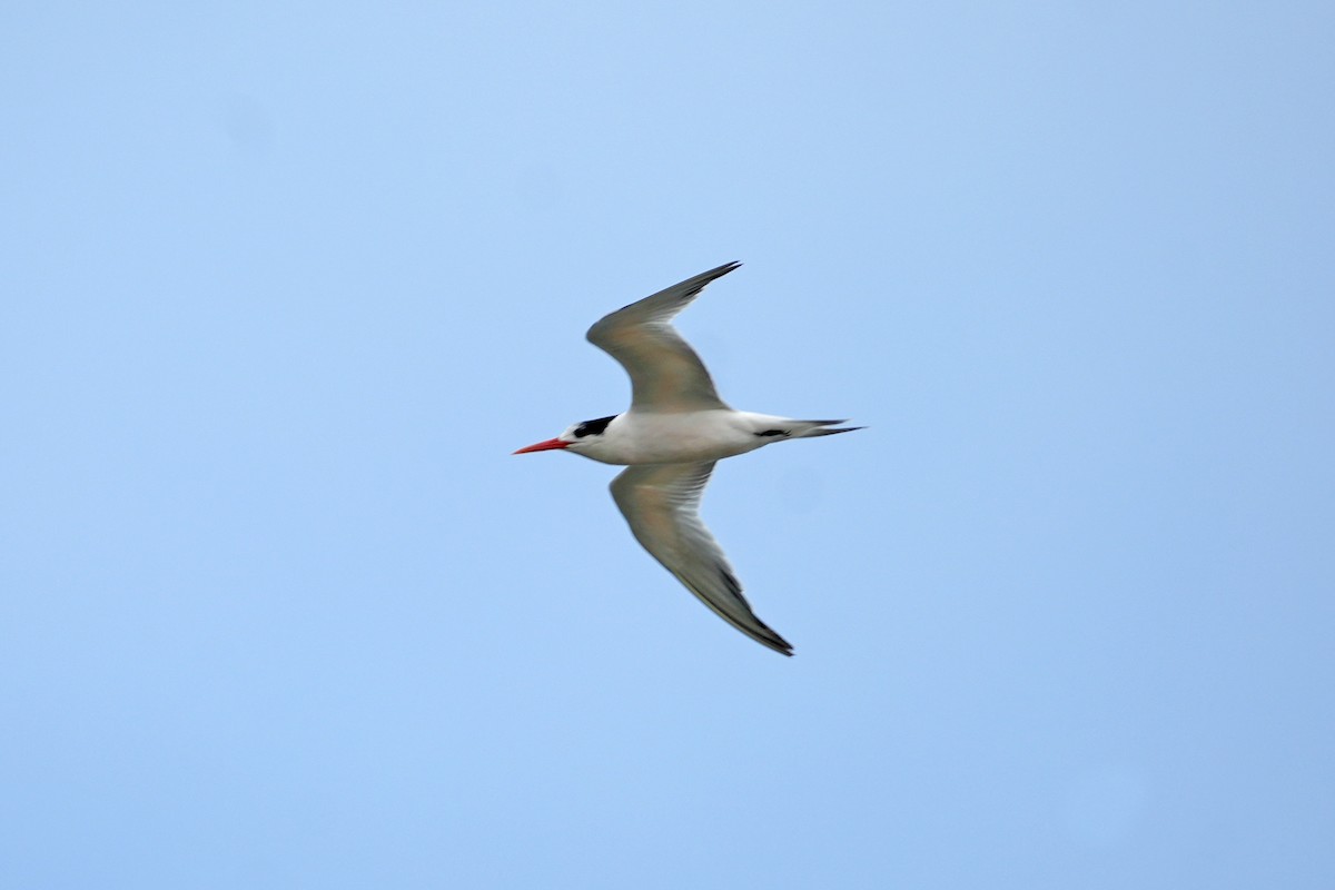 Elegant Tern - ML647324840