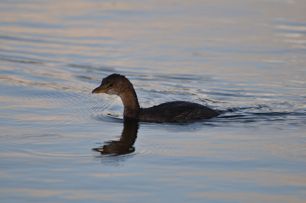 Pied-billed Grebe - ML647324845