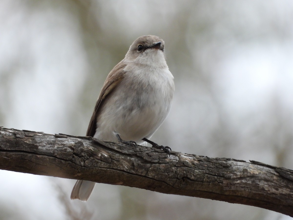 Jacky-winter - ML647324866