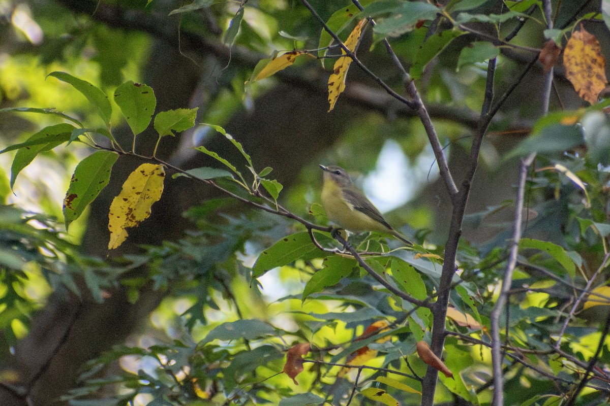 Bireo filadelfiarra - ML647324880