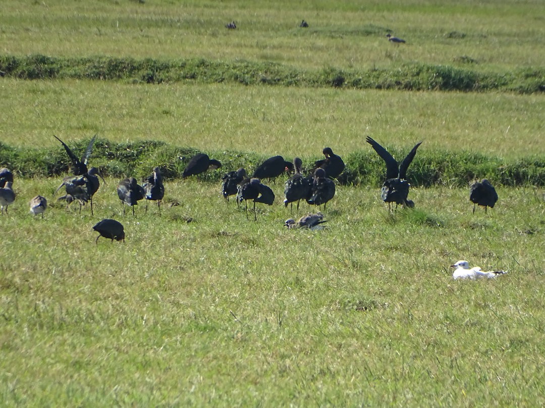 Bare-faced Ibis - ML647324882