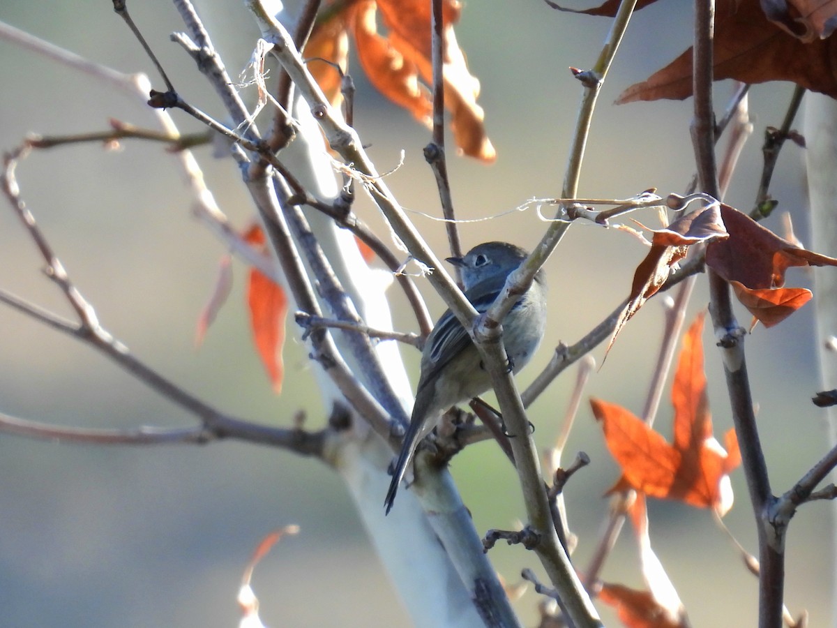 Hammond's Flycatcher - ML647324884