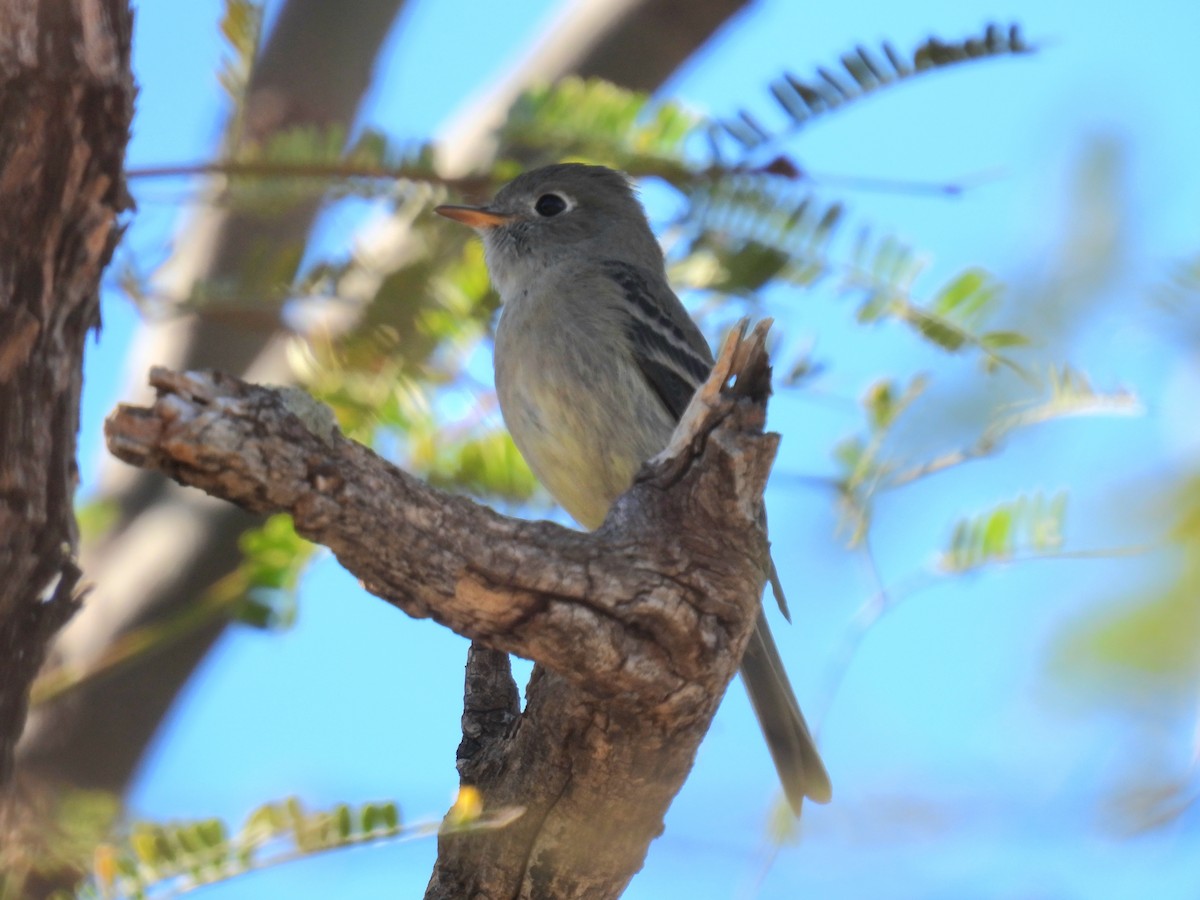 Hammond's Flycatcher - ML647324885