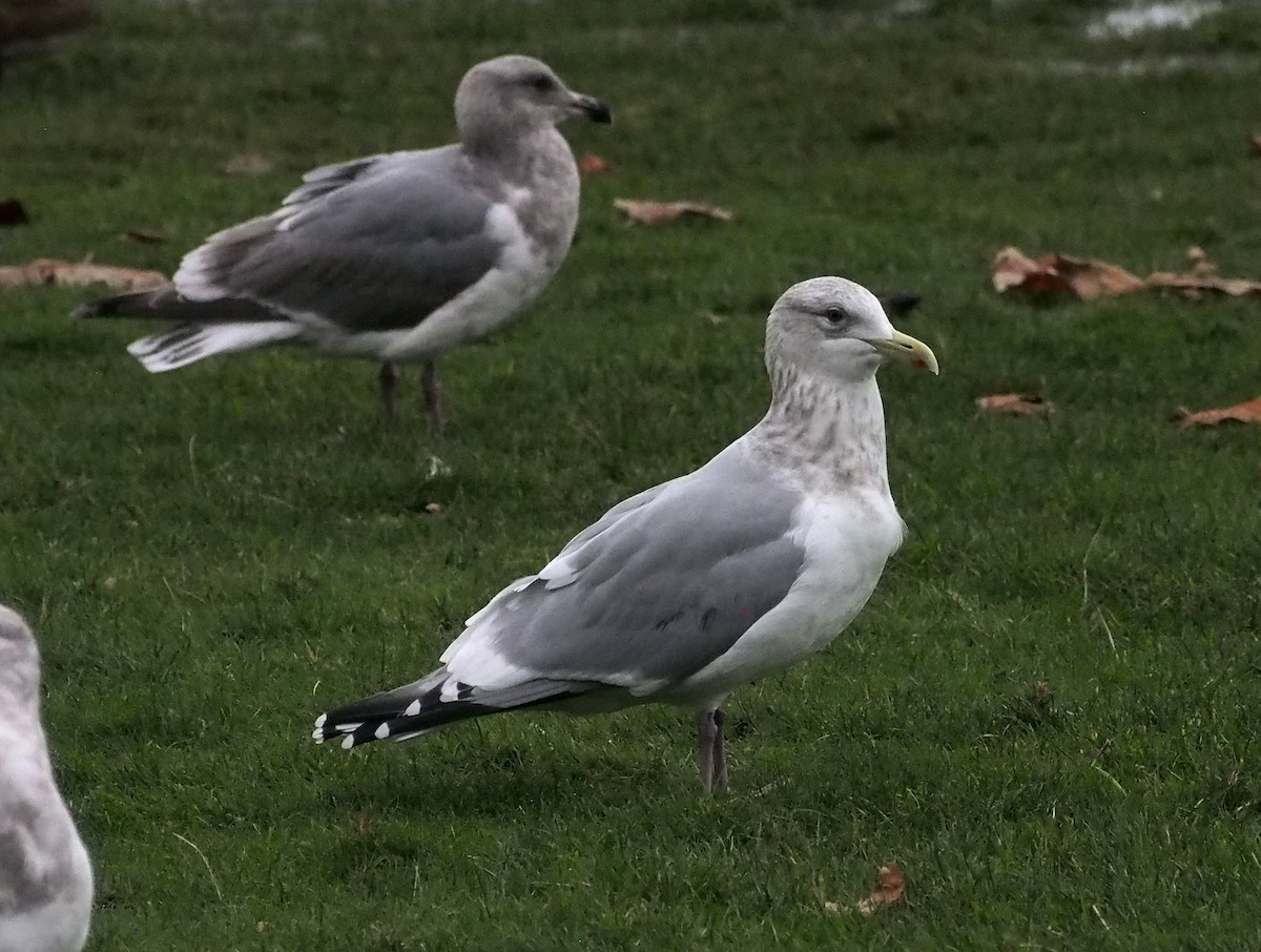 American Herring x Glaucous-winged Gull (hybrid) - ML647324888