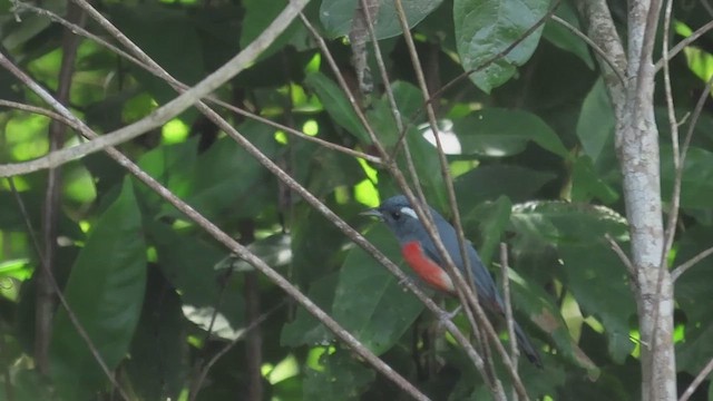 Gray-throated Chat - ML647324895