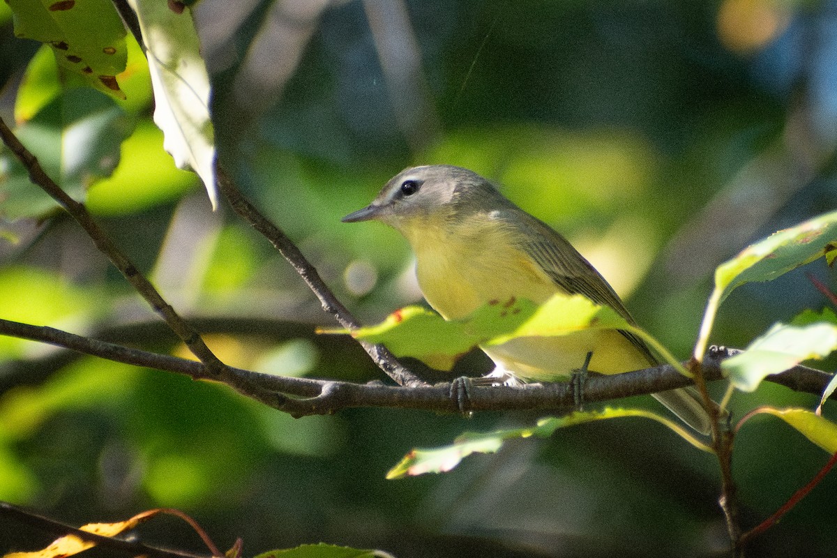 Bireo filadelfiarra - ML647324902