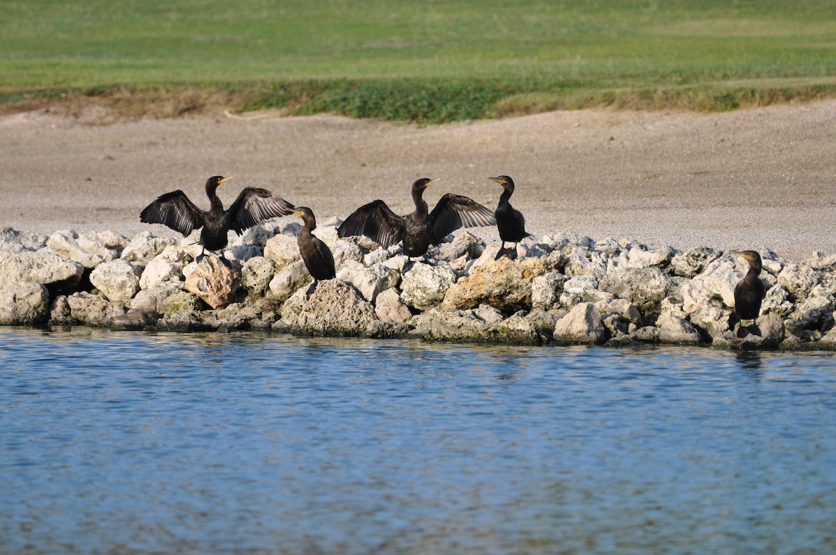 Neotropic Cormorant - ML647324908