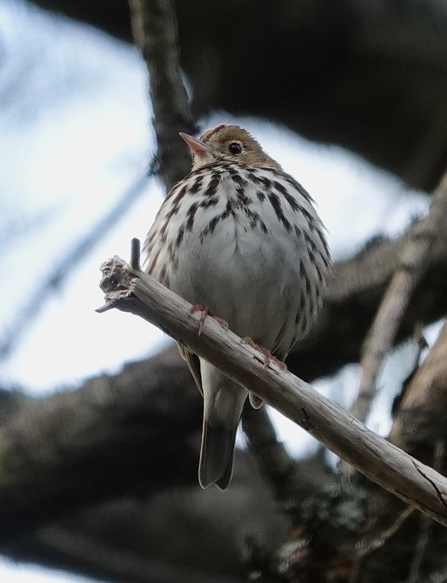 Reinita Hornera - ML647324931