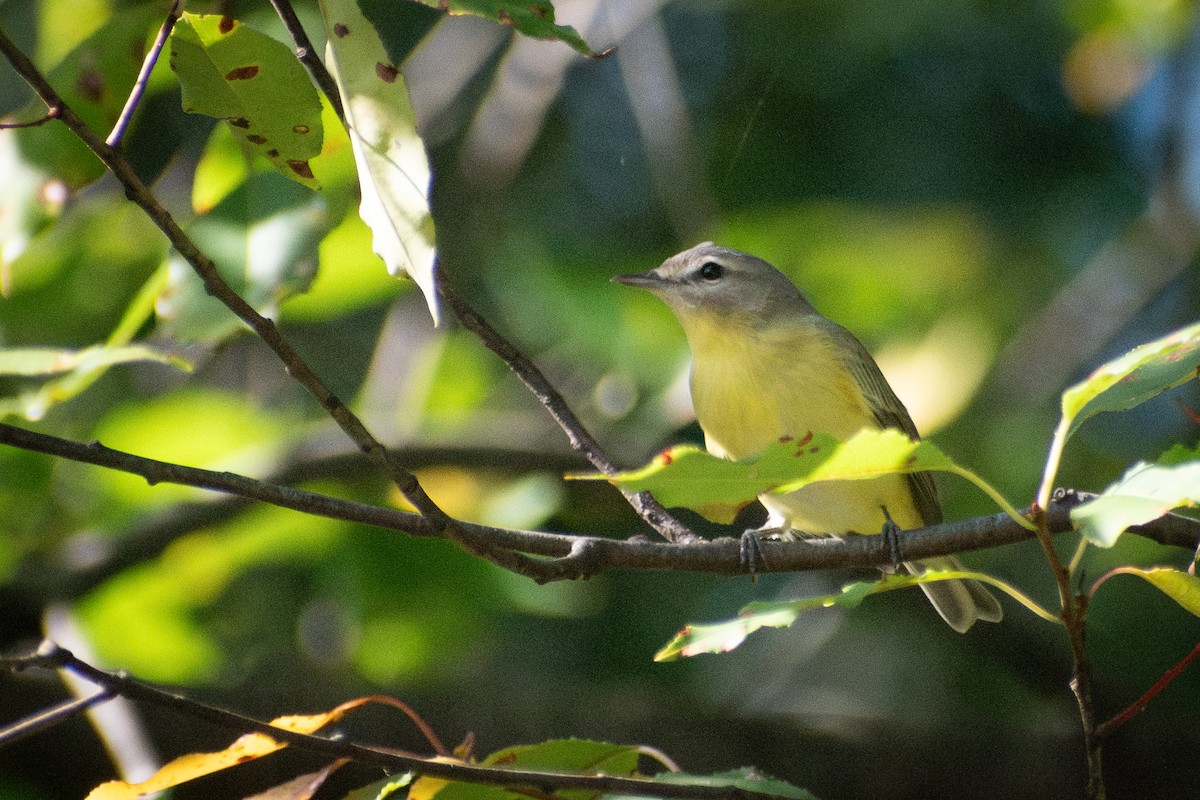 Bireo filadelfiarra - ML647324946