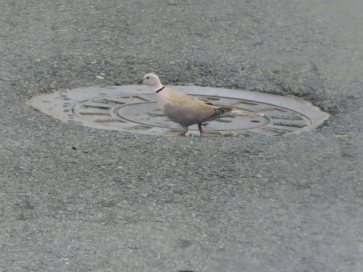 Eurasian Collared-Dove - ML647324951