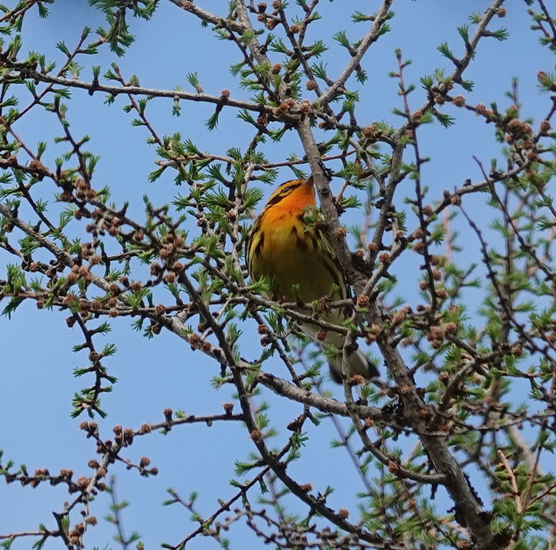 Reinita Gorjinaranja - ML647324952