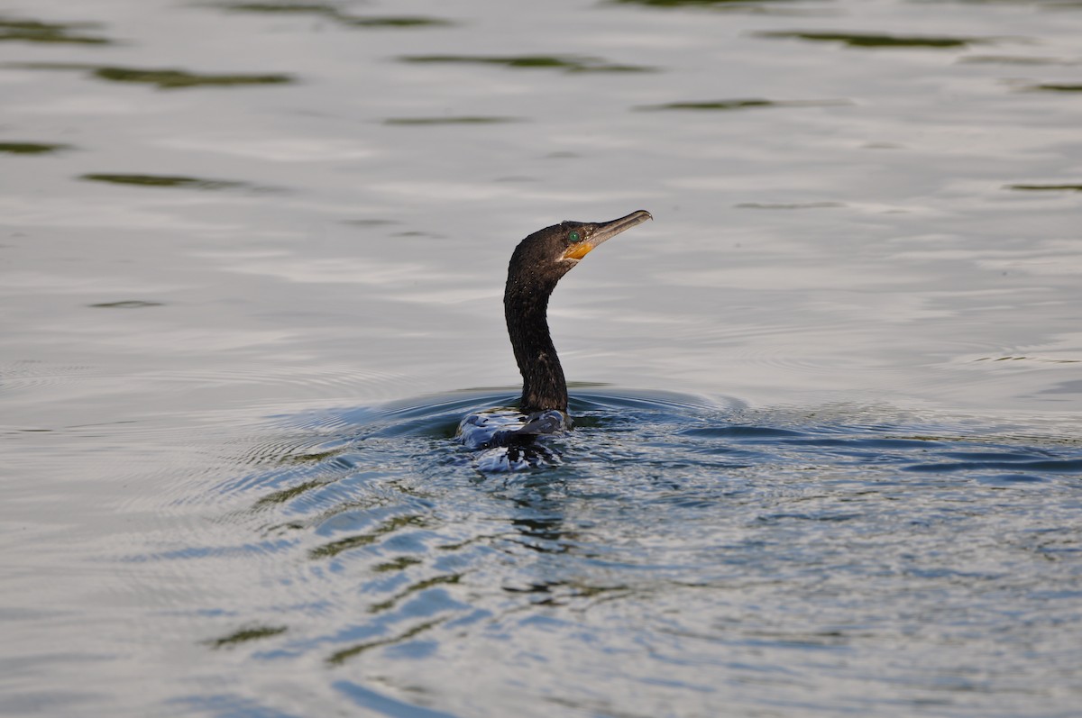 Neotropic Cormorant - ML647324954