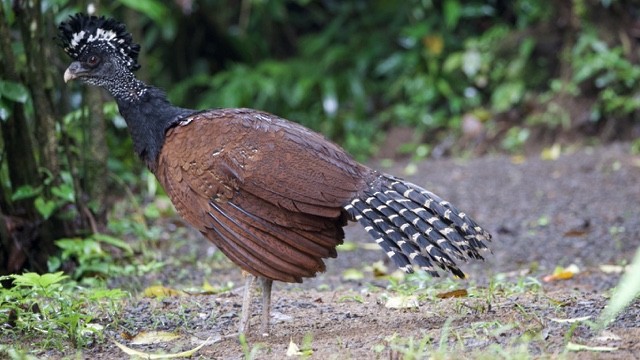 Great Curassow - ML647324956