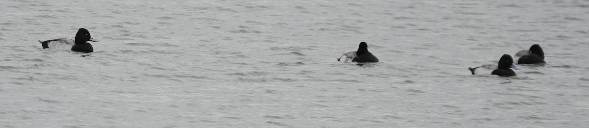 コスズガモ - ML647324959