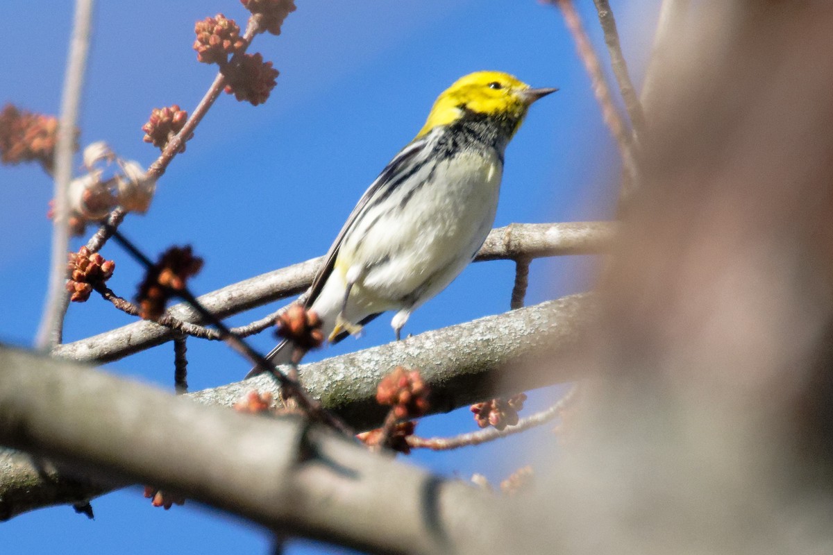 Black-throated Green Warbler - ML647324964