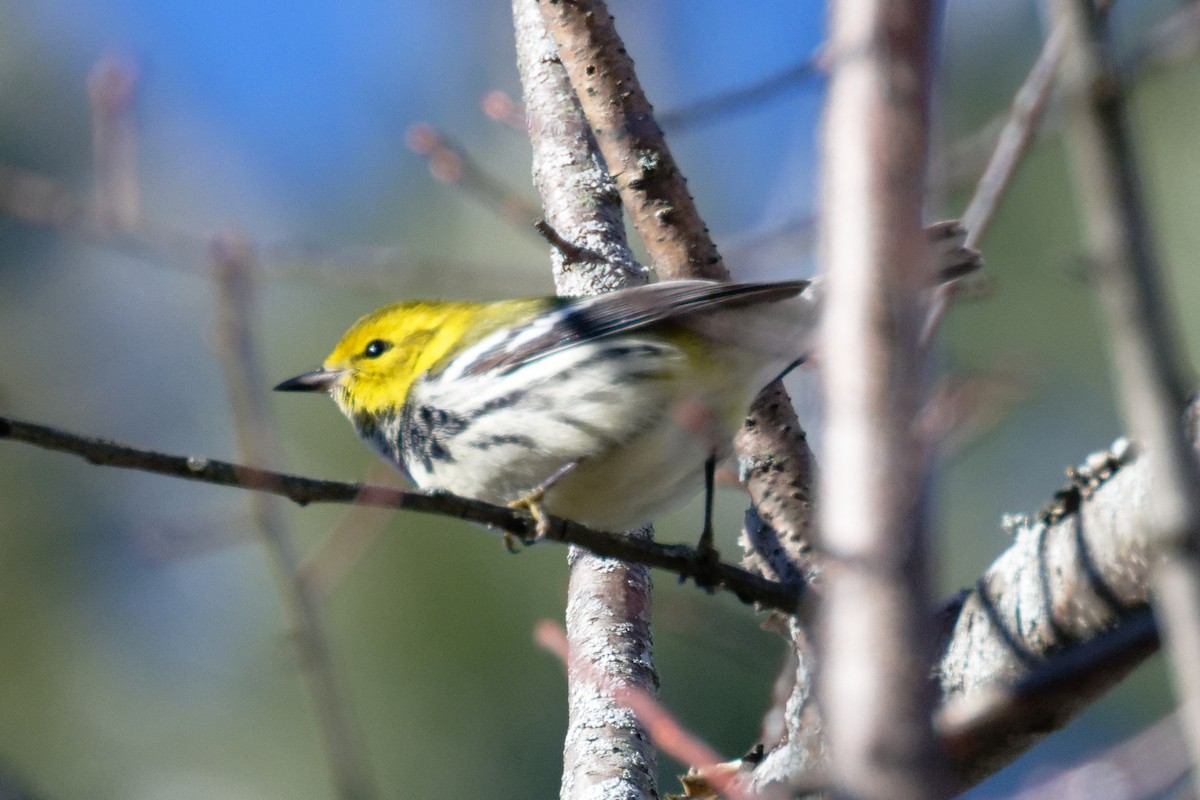 Black-throated Green Warbler - ML647324965