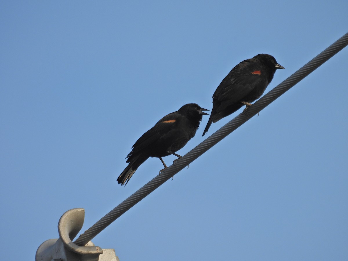 Red-winged Blackbird - ML647324982