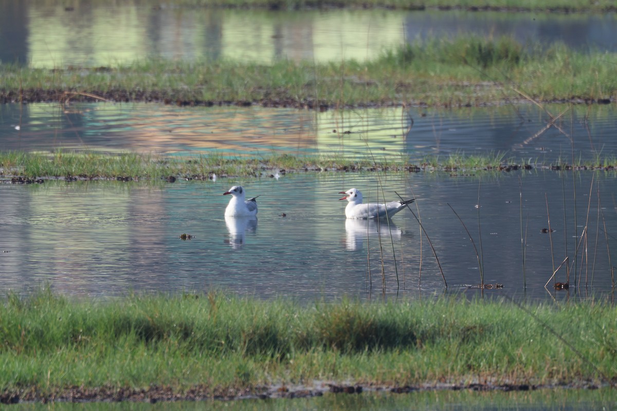 Gaviota Centroasiática - ML647324984