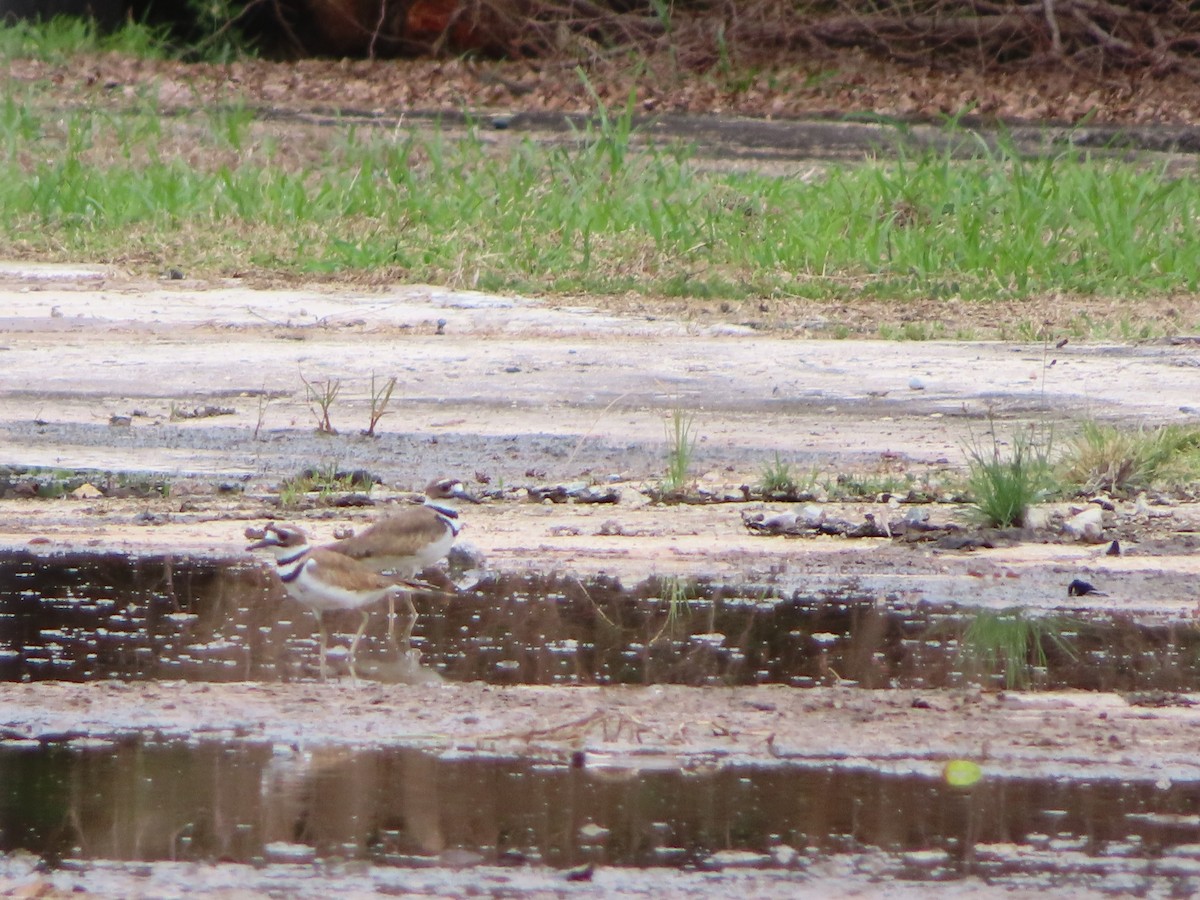 Killdeer - ML647324985