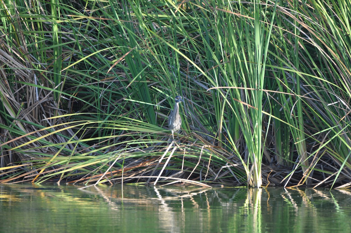 Yellow-crowned Night Heron - ML647324987