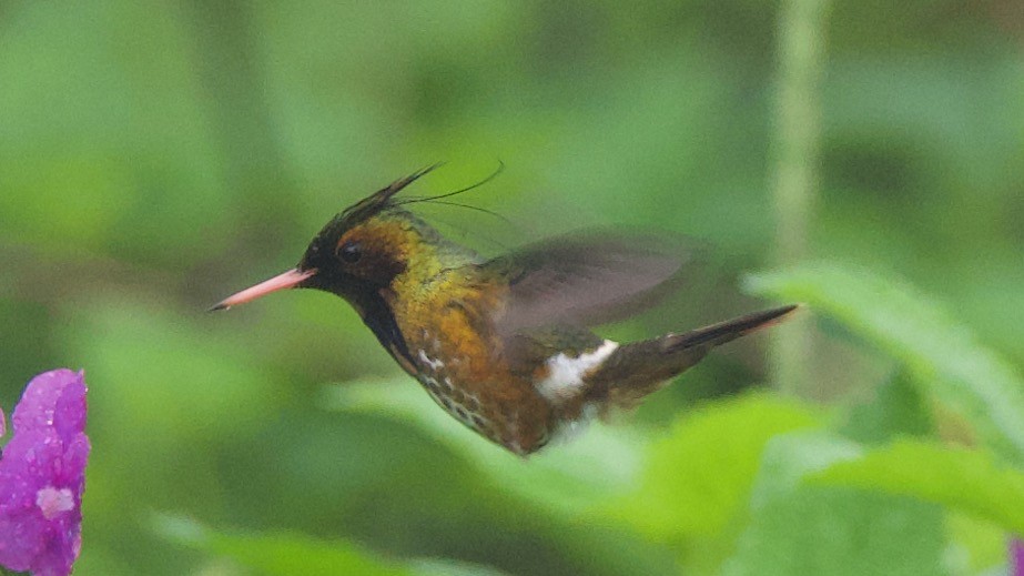 Black-crested Coquette - ML647324990